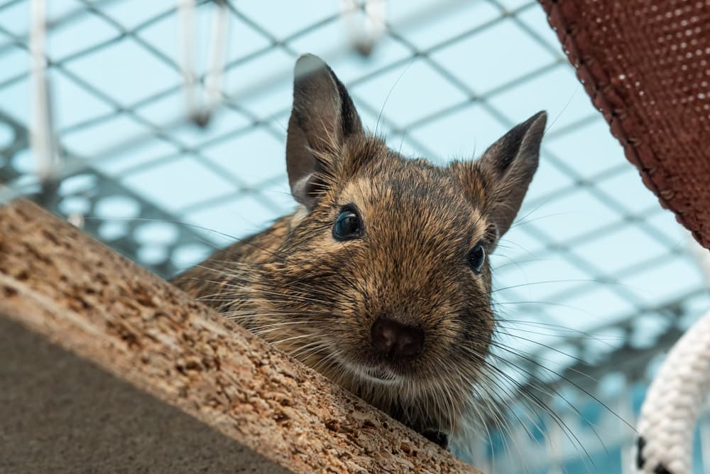 Le principali dermatosi ambientali, endocrine e tumorali nei roditori da compagnia