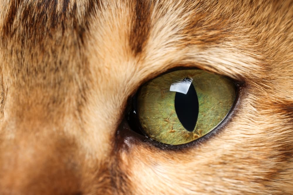 Tumori oculari del gatto: quali colpiscono il segmento anteriore?