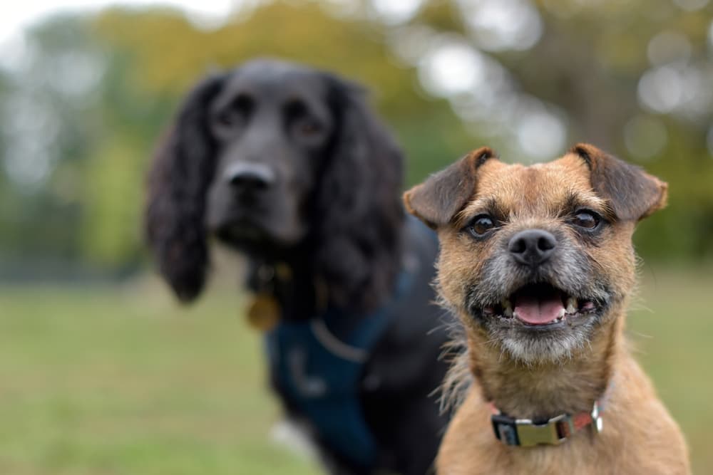 Ripasso di endocrinologia del cane e del gatto: ipertiroidismo, ipotiroidismo e sindrome di Cushing