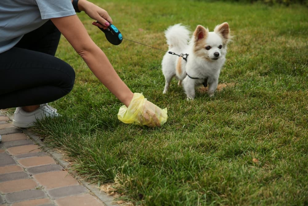 Parassiti intestinali del cane e del gatto: coproscopia vs test antigenici