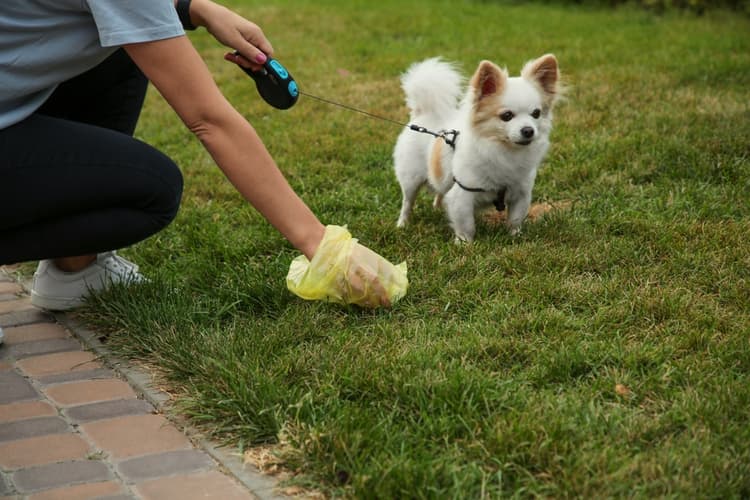Parassiti intestinali del cane e del gatto: coproscopia vs test antigenici