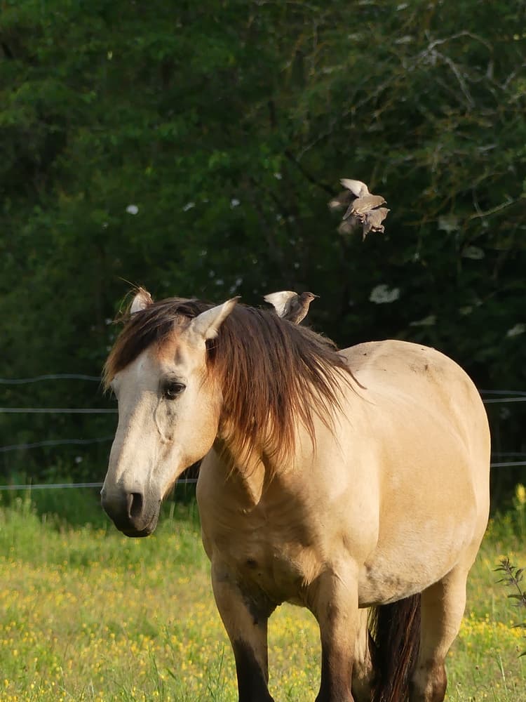 West Nile Disease: le conoscenze finora