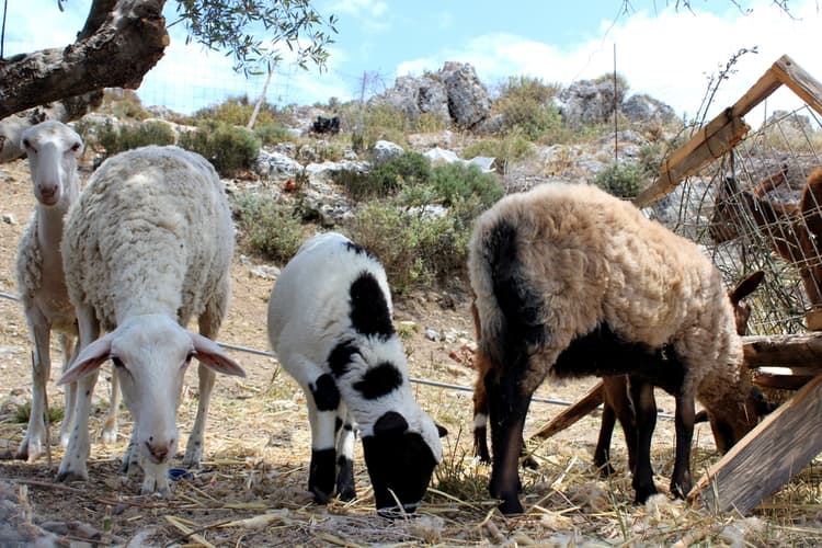 Criptosporidiosi in capretti e agnelli: riconoscerla per trattarla