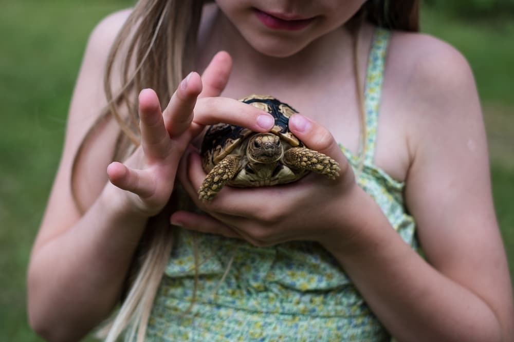 Zoonosi dei rettili domestici