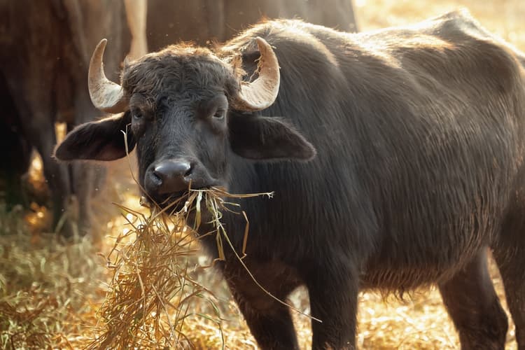 L’afta epizootica torna in Germania dopo 37 anni