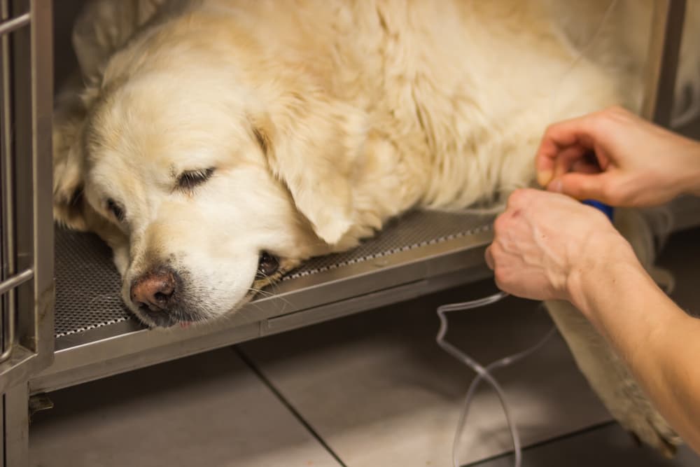 Gestione dello stato epilettico e delle crisi convulsive a grappolo secondo il consensus ACVIM