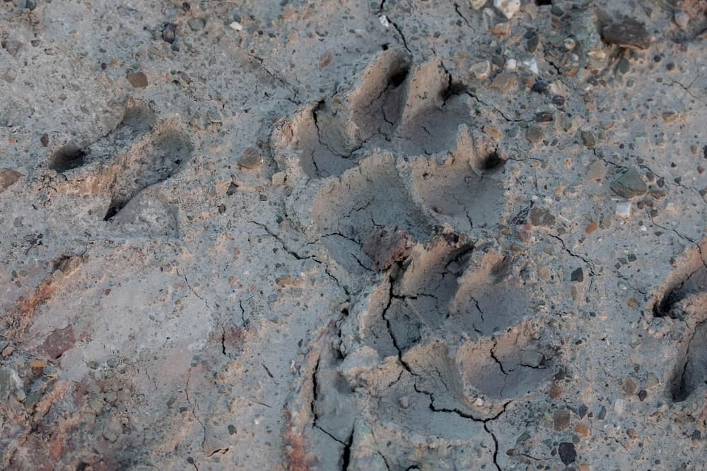 Il lupo: tra nuove protezioni legislative e sfide sanitarie