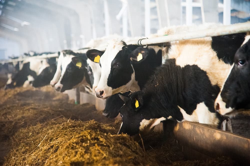 Settore lattiero caseario: il punto della situazione al Dairy Summit 2024