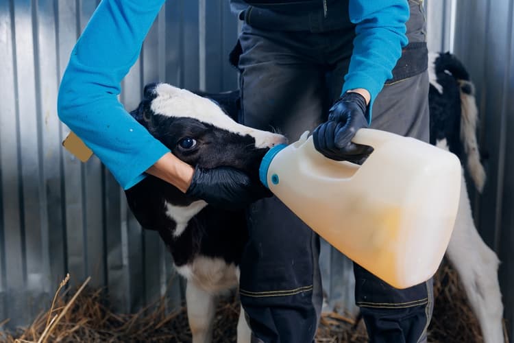 Colostro bovino: composizione e fattori nutrizionali-immunitari