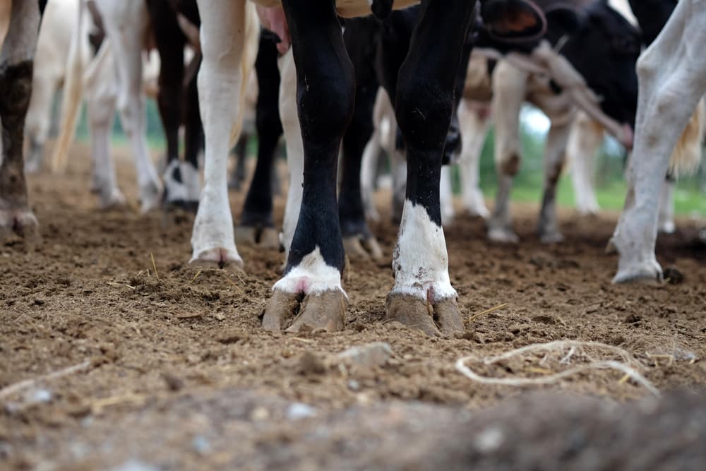 Piede bovino: genetica e patologie