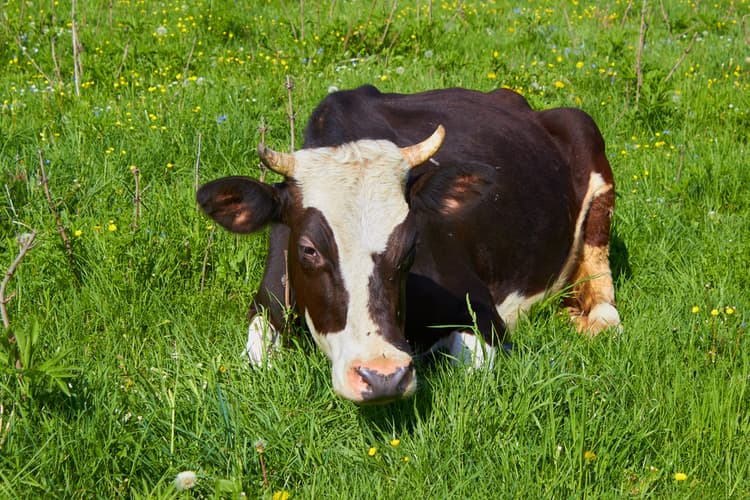 Potassio in buiatria: focus sull’ipokaliemia