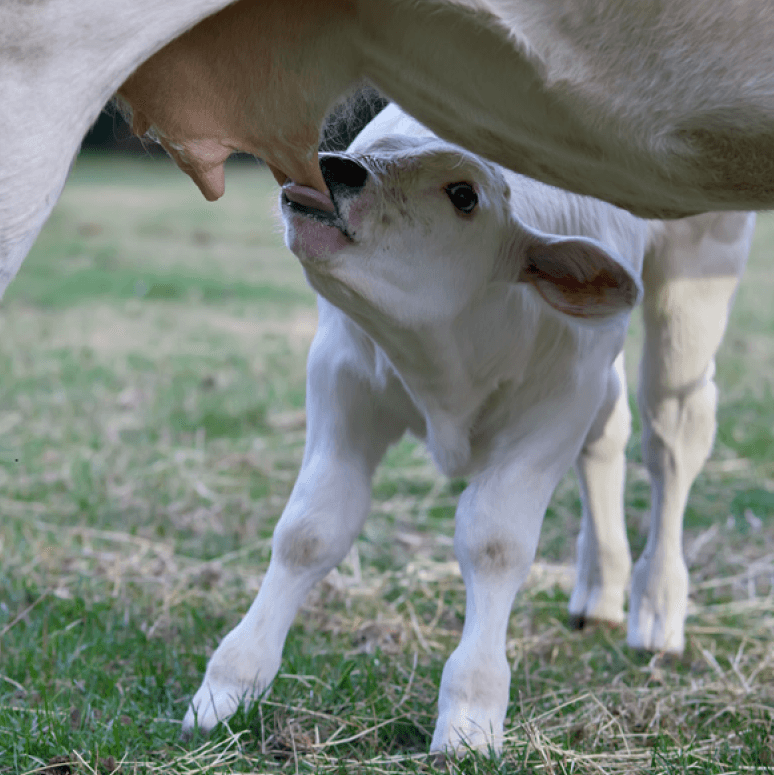 Colostro bovino: somministrazione ed effetti terapeutici