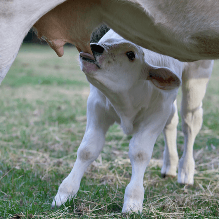 Colostro bovino: somministrazione ed effetti terapeutici