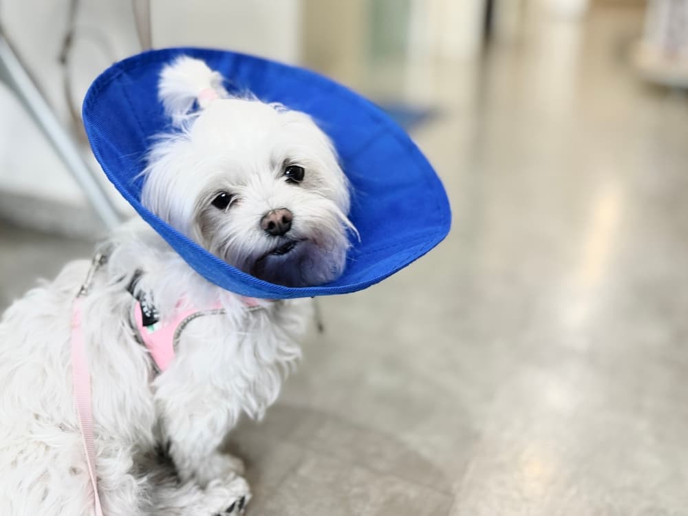 Sterilizzazione di cani e gatti: le linee guida e l’opinione dell’esperto