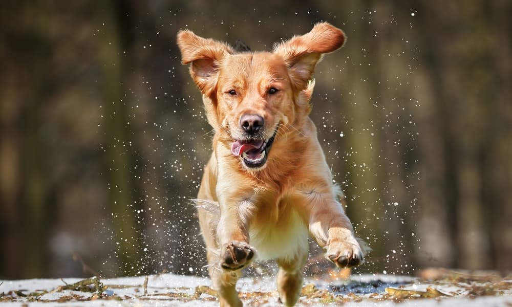 Riscaldamento globale: nuovi rischi parassitologici per gli animali da compagnia in Europa