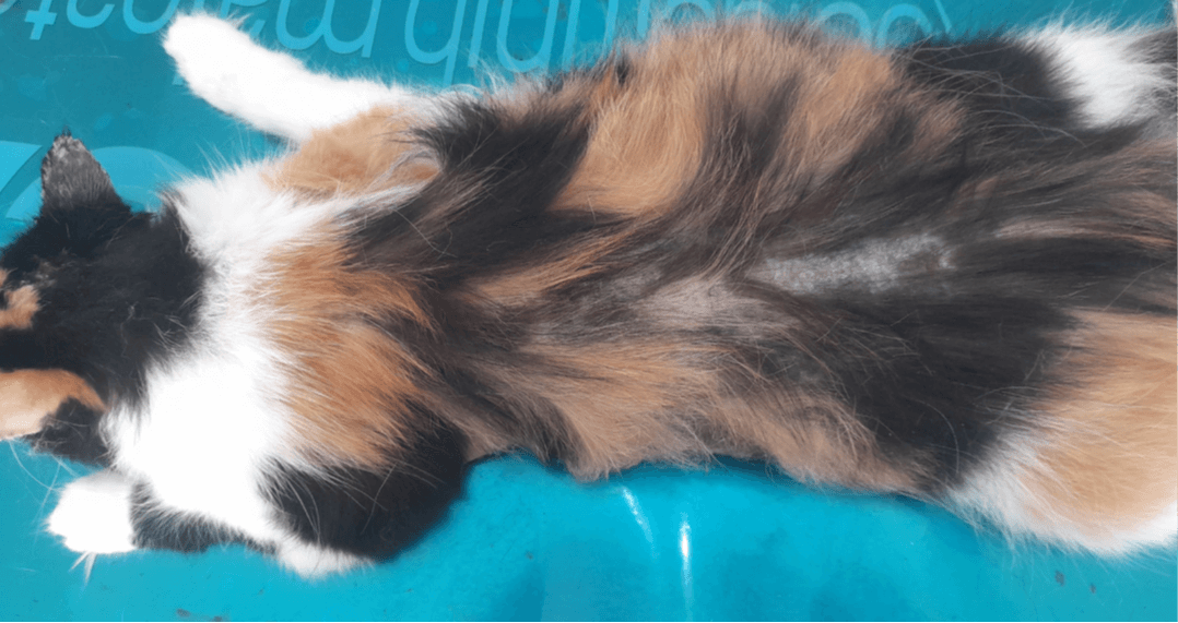 Dermatite esfoliativa felina non associata a timoma: il caso clinico