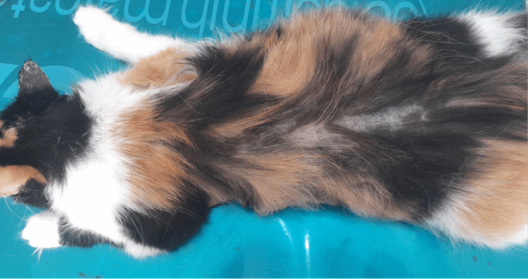 Dermatite esfoliativa felina non associata a timoma: il caso clinico