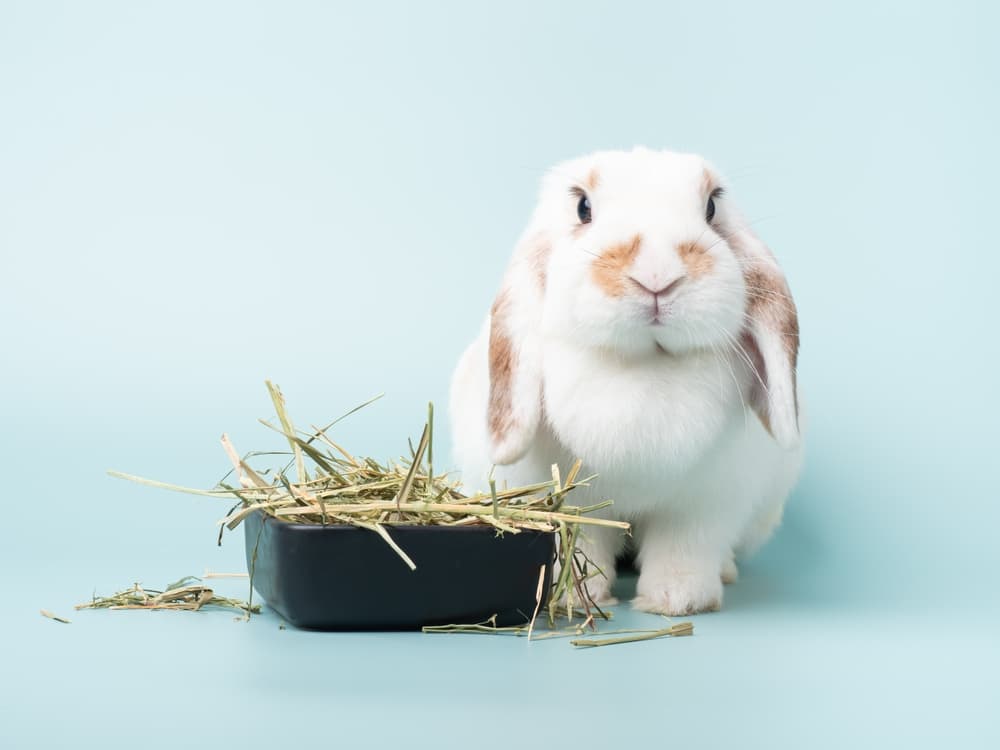 Alimentazione del coniglio: le nuove linee guida