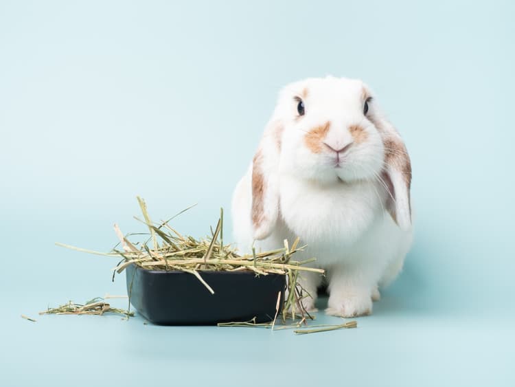 Alimentazione del coniglio: le nuove linee guida