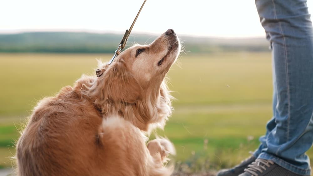 Dermatite atopica del cane: determinare le sensibilizzazioni IgE specifiche per gli allergeni