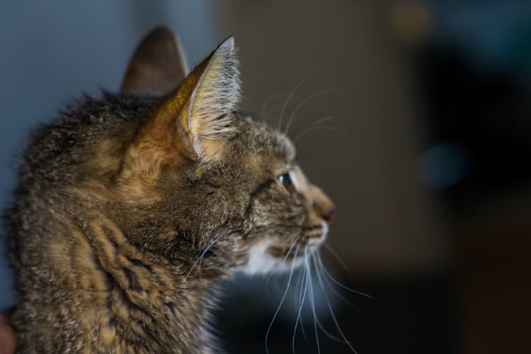 Speciale UNISVET 2025. Colangite felina: da diagnosi a terapia