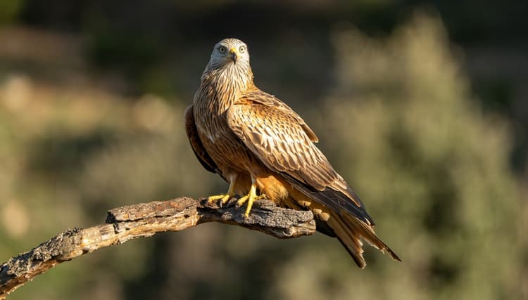 Il nibbio in Italia: status, conservazione e ruolo nella biodiversità