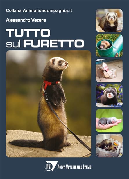 Tutto sul furetto