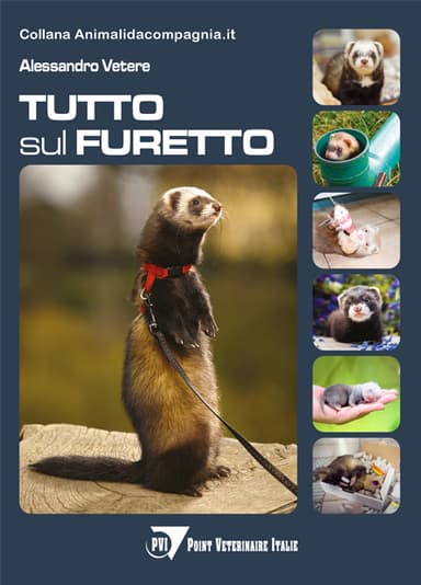 Tutto sul furetto