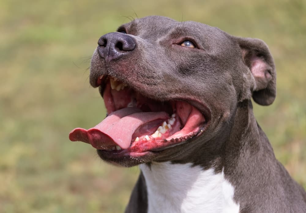 Onicodistrofia lupoide simmetrica in un American Staffordshire terrier