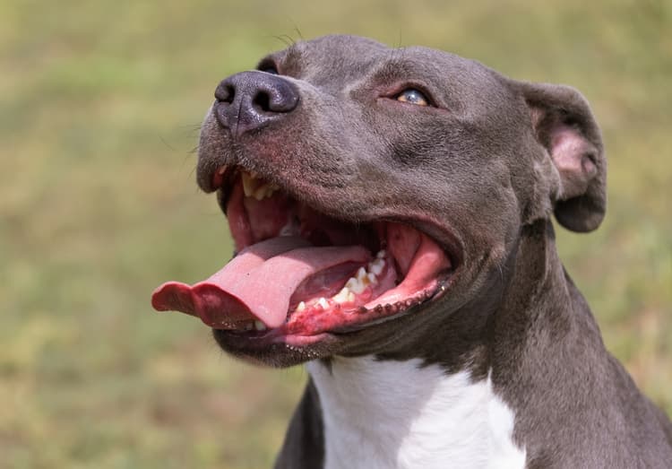 Onicodistrofia lupoide simmetrica in un American Staffordshire terrier