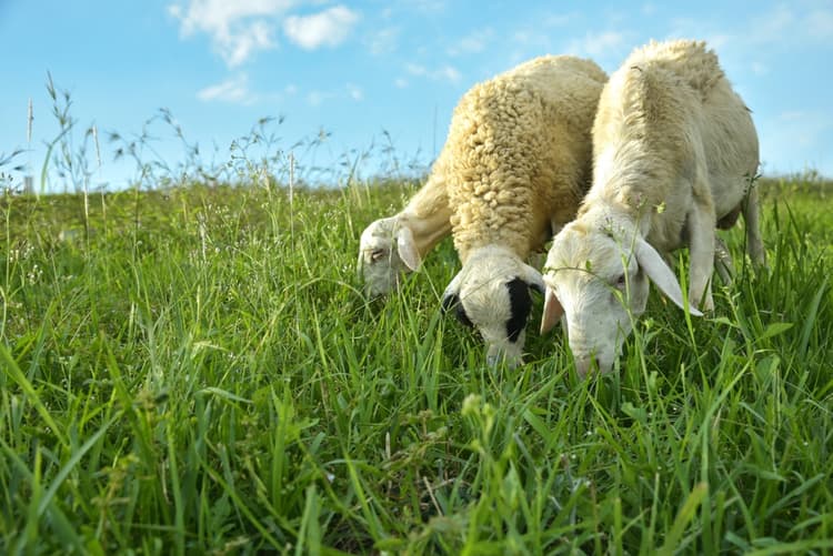 Febbre Q, una zoonosi diffusa negli allevamenti di ruminanti