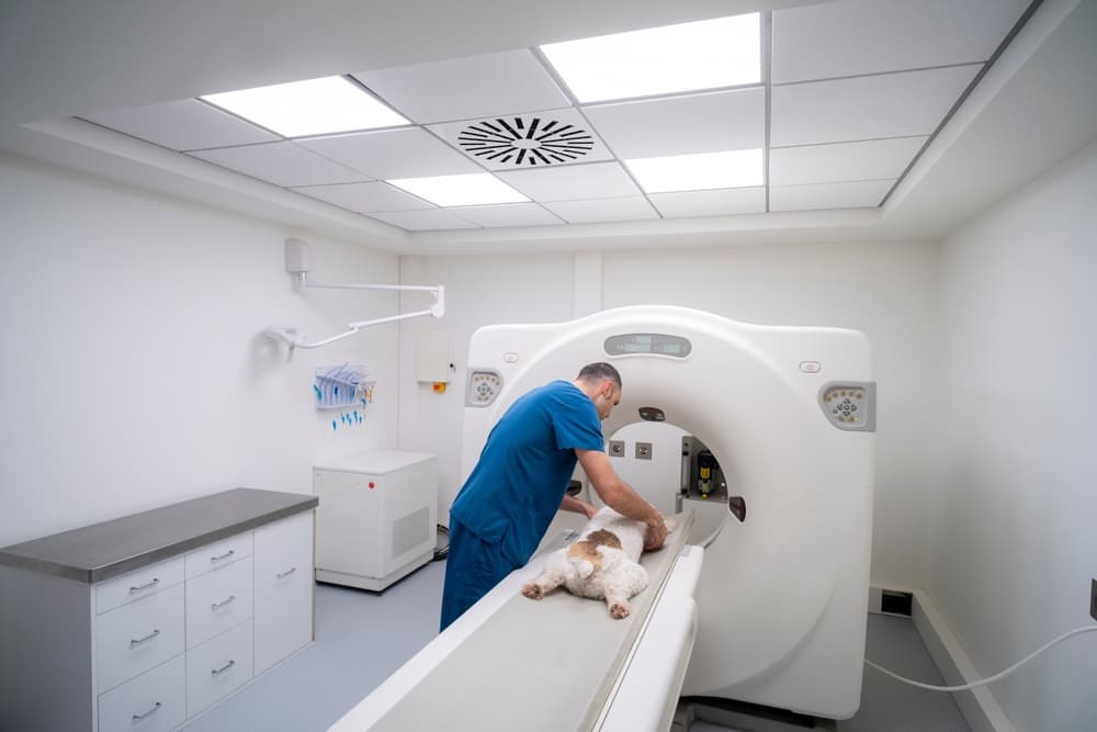 Radioprotezione in veterinaria: conoscere la legge per tutelarsi