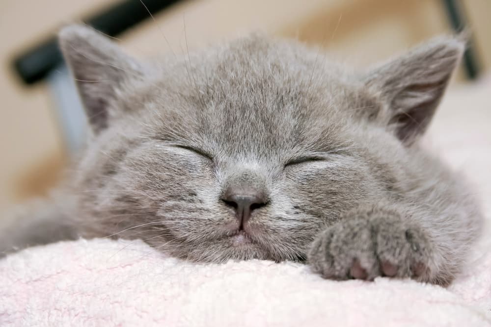 Alfabeto del gattino: B come benessere