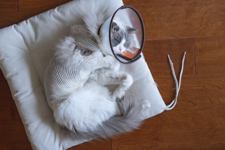 Dolore nel gatto: come affrontarlo