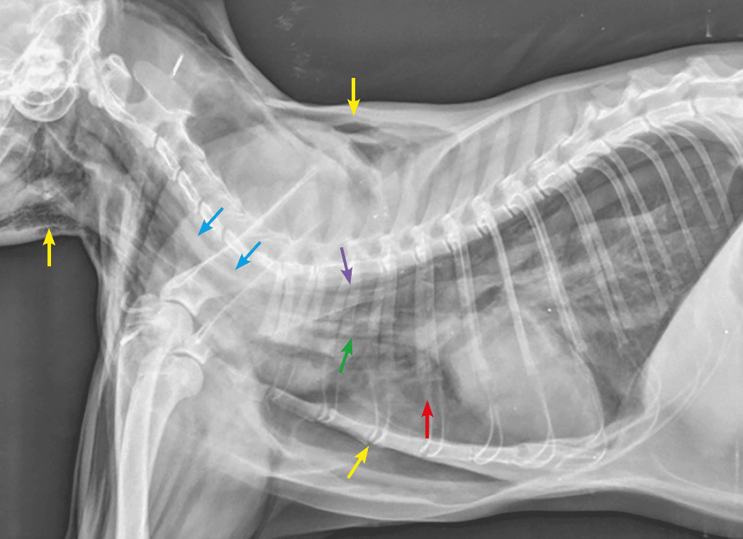 Rottura tracheale intratoracica in un gatto