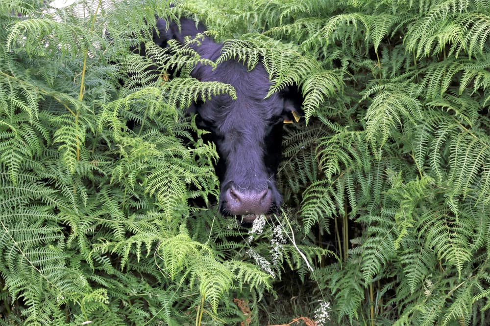 Avvelenamento da vegetali nei ruminanti