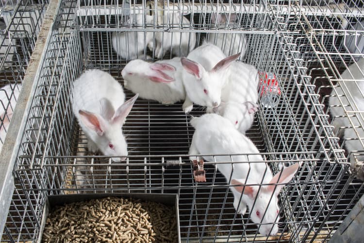 Virus patogeni di conigli e lepri