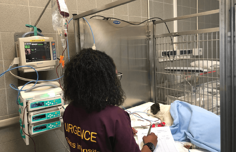 Gestione della trombocitopenia immunomediata secondo il consensus ACVIM