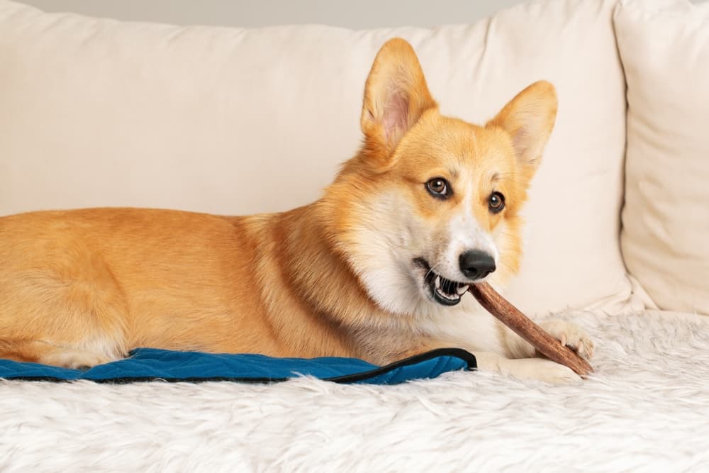 Masticazione: le implicazioni per il benessere del cane