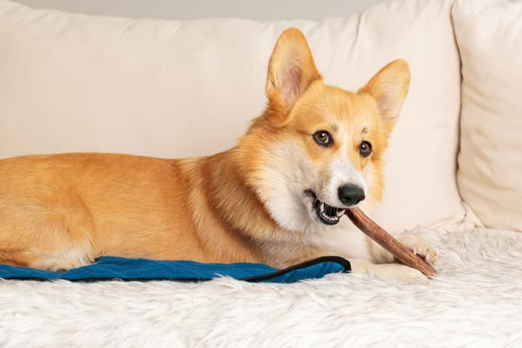 Masticazione: le implicazioni per il benessere del cane